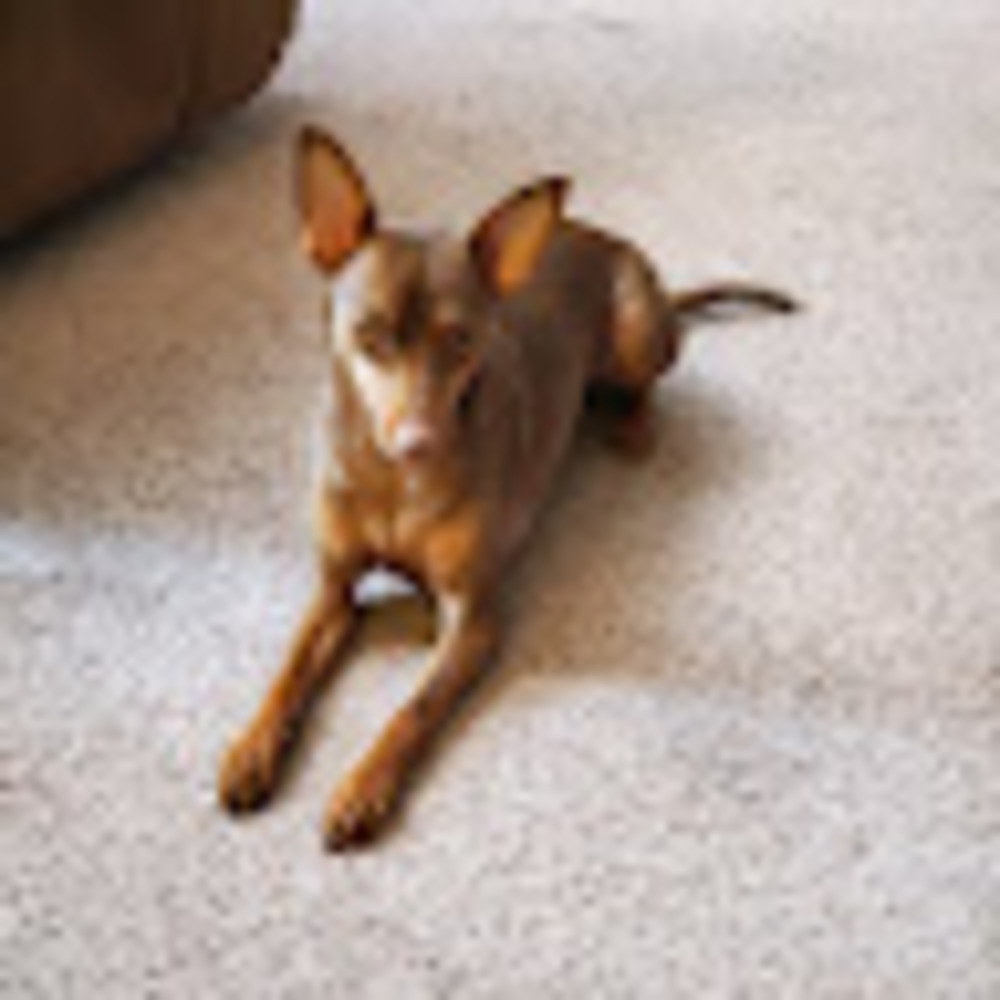 Meet your Posher, Theresa